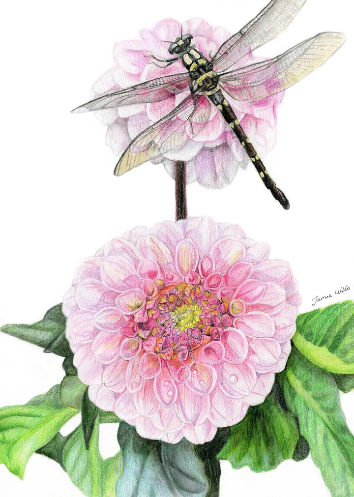 Greeting/blank cards